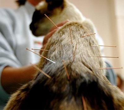 Cat Acupuncture