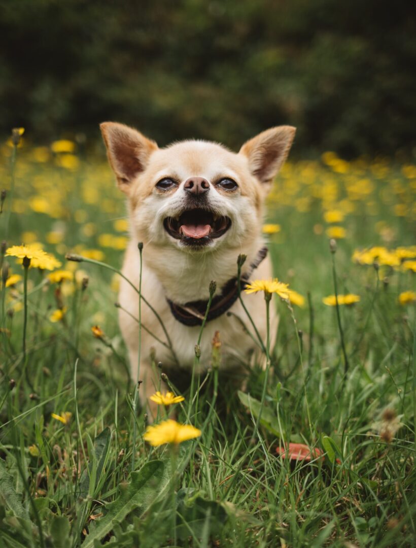 dog running